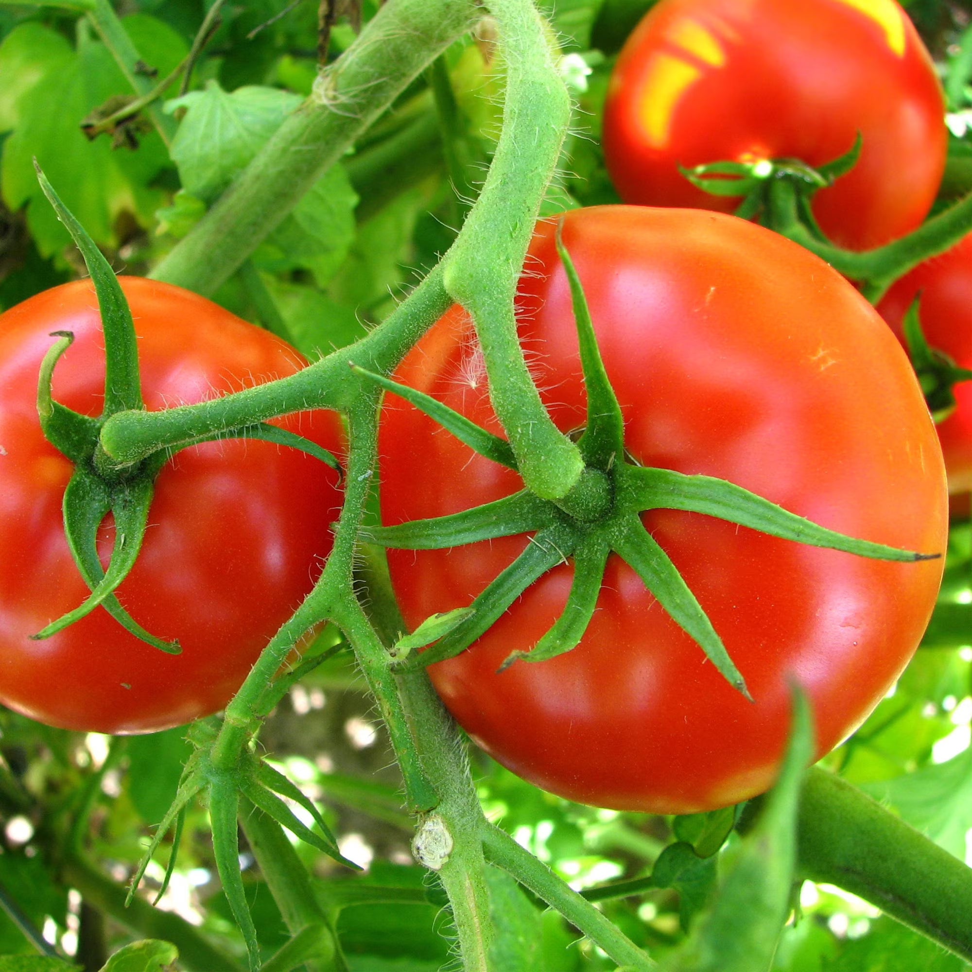Bonnie Plants Big Boy Tomato  2-Pack