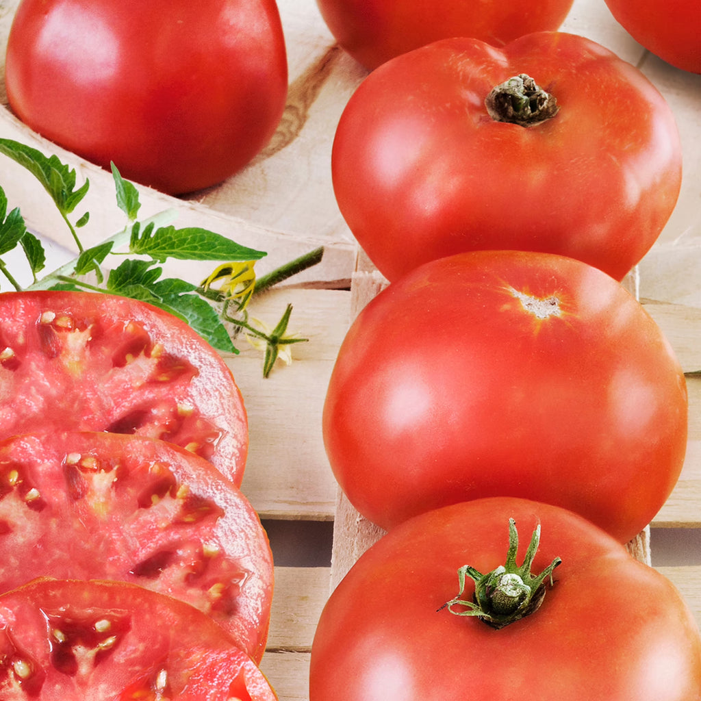 Bonnie Plants Big Boy Tomato  2-Pack