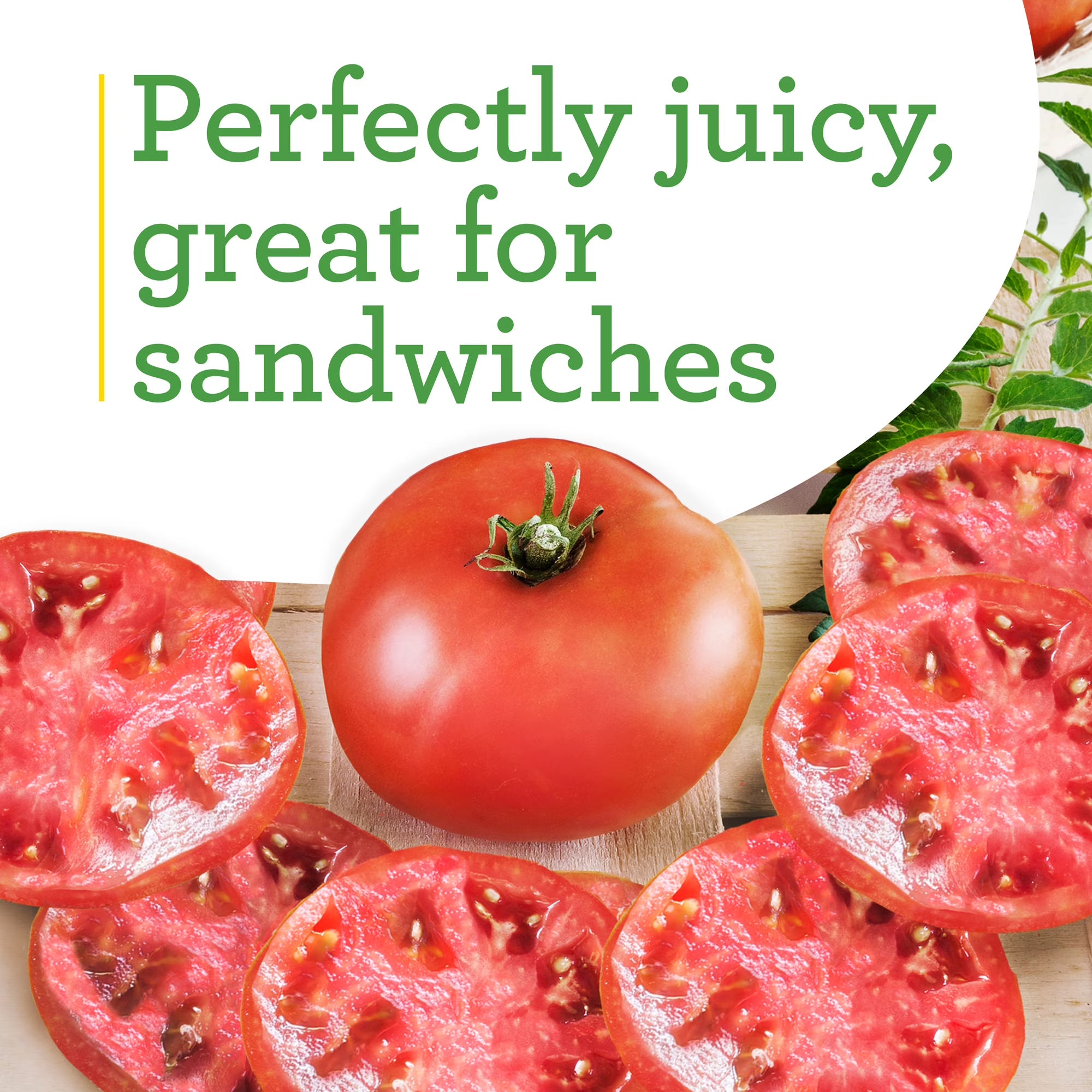 Bonnie Plants Big Boy Tomato  2-Pack