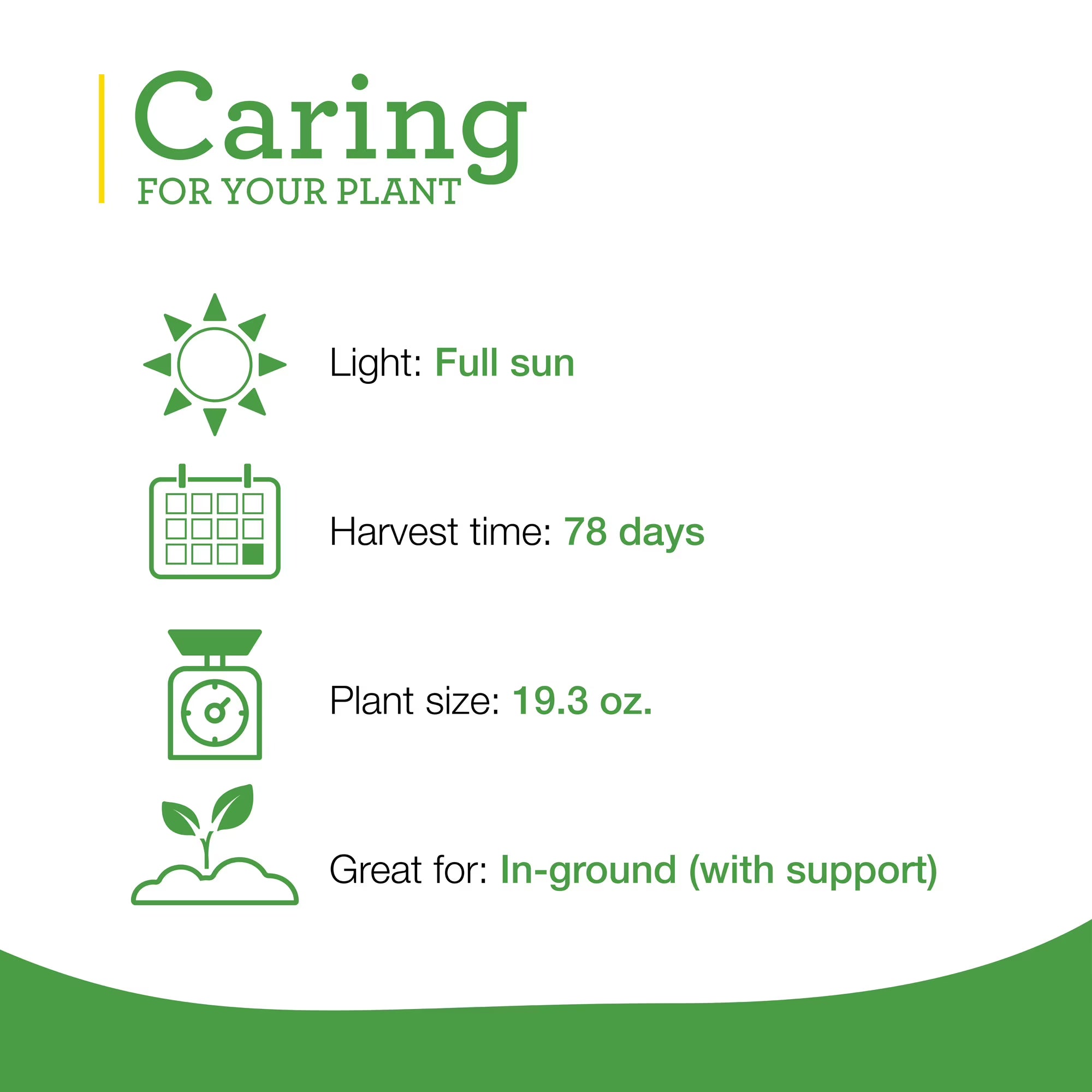 Bonnie Plants Big Boy Tomato  2-Pack