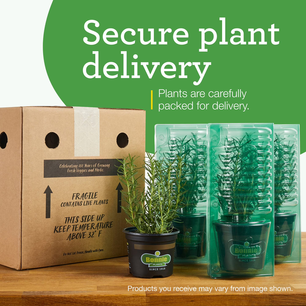 Bonnie Plants Big Boy Tomato  2-Pack