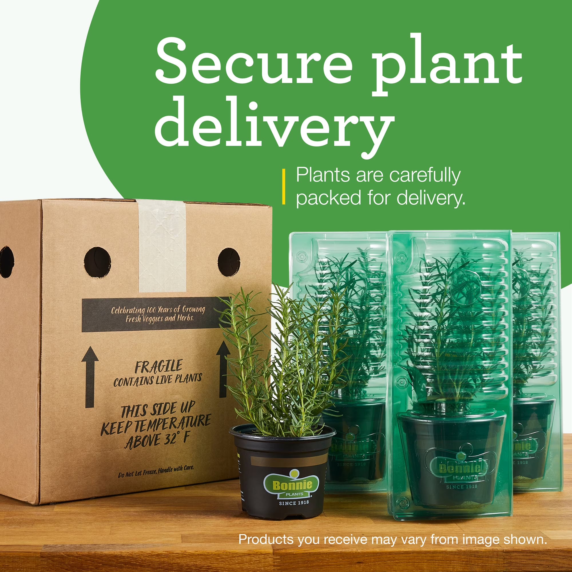 Bonnie Plants Big Boy Tomato  2-Pack