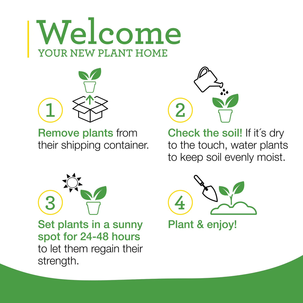 Bonnie Plants Big Boy Tomato  2-Pack