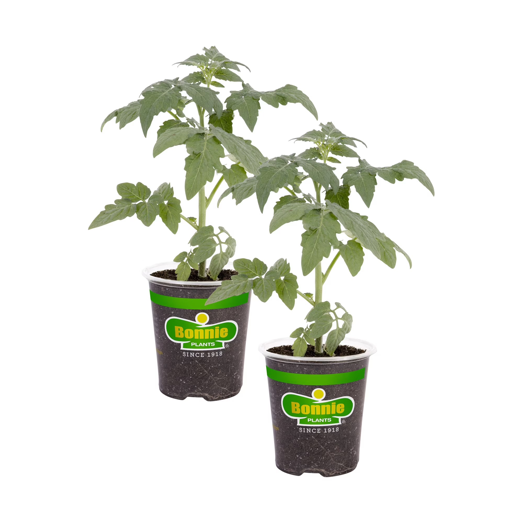 Bonnie Plants Big Boy Tomato  2-Pack